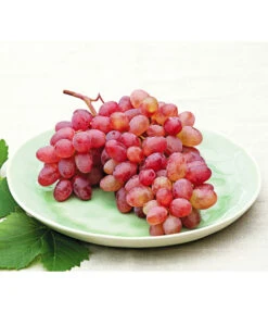 Tafeltraube 'Katharina' -Gartenbedarf Verkäufe 2024 7773716 WE MO 001 WeinKatharina