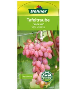 Tafeltraube 'Vanessa' -Gartenbedarf Verkäufe 2024 7773732 TafeltraubeVanessa Etikett1