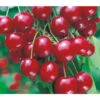 Sauerkirsche 'Vowi' -Gartenbedarf Verkäufe 2024 7773757 BildFS 001 SauerkirscheVowiVowiSauerkirscheHa