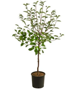 Sauerkirsche 'Vowi' -Gartenbedarf Verkäufe 2024 7773765 WE FS 001 PrunusSauerkirscheVowi