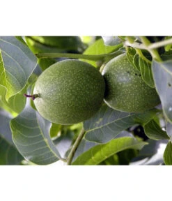 Moselaner Walnuss Klon 120 7 Moselaner Walnuss Klon 120 -Gartenbedarf Verkäufe 2024 7776800 WE DE GeisenheimerWalnussKlon120Pixabay