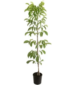 Weinheimer Walnuss Klon 139 -Gartenbedarf Verkäufe 2024 7776818 PR FS 001 JuglansWalnussKlon139HADehnerExpressHerzig 1