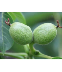 Weinheimer Walnuss Klon 139 -Gartenbedarf Verkäufe 2024 7776818 WE DE WeinheimerWalnussKlon139Pixabay