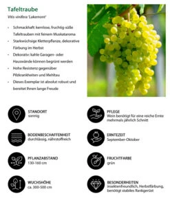Tafeltraube 'Lakemont' 7 Tafeltraube 'Lakemont' -Gartenbedarf Verkäufe 2024 7778772 WE IG 001 TafeltraubeVitisviniferaLakemont