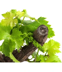 Weinrebe, Bonsai -Gartenbedarf Verkäufe 2024 7778806 WE DE 001 VitisWeinrebenstammBonsaiT18