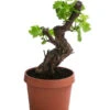 Weinrebe, Bonsai 1 Weinrebe, Bonsai -Gartenbedarf Verkäufe 2024 7778806 WE FS 001 VitisWeinrebenstammBonsaiT18