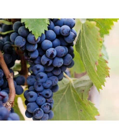 Dehner Gourmet Garten Tafeltraube 'Muscat Blue' 8 Dehner Gourmet Garten Tafeltraube 'Muscat Blue' -Gartenbedarf Verkäufe 2024 7779101 PR DE 002 VitisWeintraubenMuscatBleuPixabay