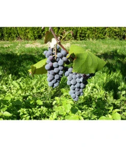 Dehner Gourmet Garten Tafeltraube 'Muscat Blue' 9 Dehner Gourmet Garten Tafeltraube 'Muscat Blue' -Gartenbedarf Verkäufe 2024 7779101 WE DE 002 WeintraubeBlauerMuskatellerPixabay