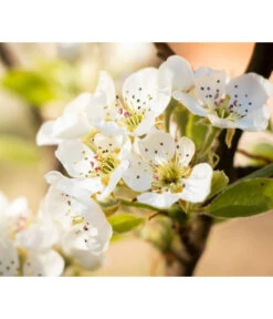 Sommerbirne 'Williams Christ' -Gartenbedarf Verkäufe 2024 7780539 PR DE 022 BirneWilliamsChristPixabay