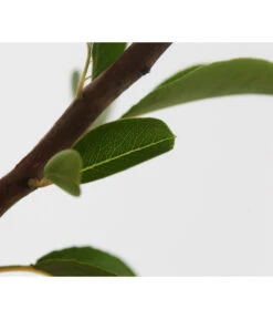 Sommerbirne 'Williams Christ' -Gartenbedarf Verkäufe 2024 7780539 WE DE 001 BirneWilliamChristBuschPyrus