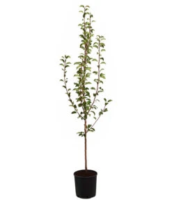 Sommerbirne 'Williams Christ' -Gartenbedarf Verkäufe 2024 7780539 WE FS 001 BirneWilliamChristBuschPyrus95Liter
