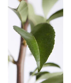 Birnen-Duo 'Williams Christ/Conference' -Gartenbedarf Verkäufe 2024 7780646 PR DE 001 BirneGuteLuiseWilliamChristDuo95LiterDehnerExpressZS