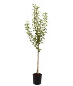 Birnen-Duo 'Williams Christ/Conference' -Gartenbedarf Verkäufe 2024 7780646 PR FS 001 BirneGuteLuiseWilliamChristDuo95LiterDehnerExpressZS