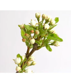 Birnen-Duo 'Williams Christ/Conference' -Gartenbedarf Verkäufe 2024 7780646 WE DE 001 BirneBirnenDuoWCGLDehnerExpressHerzig