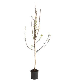 Birnen-Duo 'Williams Christ/Conference' -Gartenbedarf Verkäufe 2024 7780646 WE FS 001 BirneBirnenDuoWCGLDehnerExpressHerzig