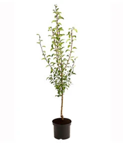 Birnen-Duo 'Williams Christ/Vereinsdechant' -Gartenbedarf Verkäufe 2024 7780778 PR FS 001 BirnenDuoWilliamsChristVereinsdechant95LiterDehnerExpressHerzig