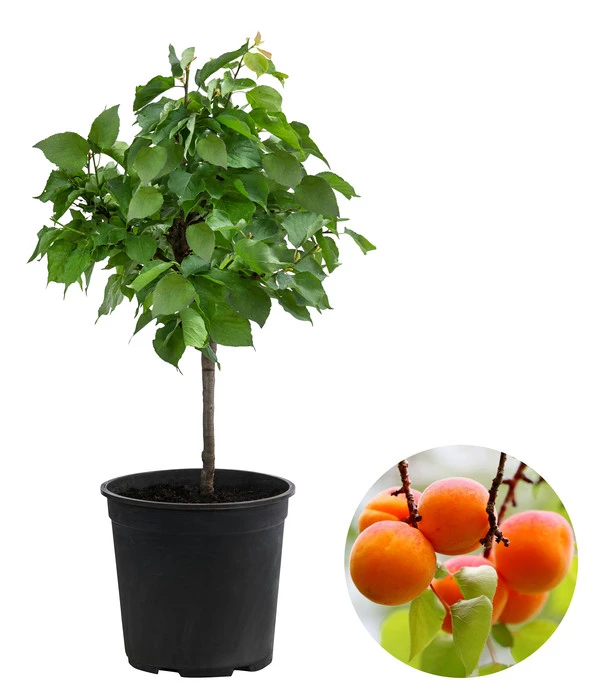 Zwergaprikose 'Orange Beauty' 3 Zwergaprikose 'Orange Beauty'