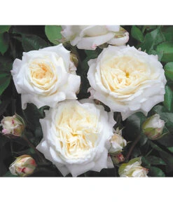 Edelrosen-Mix 'Nostalgie®' 20 Edelrosen-Mix 'Nostalgie®' -Gartenbedarf Verkäufe 2024 7800063 BildD 001 EdelrosenNostalgieMixNostalgieRosenTantauRet