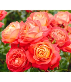 Edelrosen-Mix 'Nostalgie®' 21 Edelrosen-Mix 'Nostalgie®' -Gartenbedarf Verkäufe 2024 7800063 BildD 005 EdelrosenNostalgieMixNostalgieRosenTantauRet