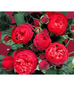 Edelrosen-Mix 'Nostalgie®' 22 Edelrosen-Mix 'Nostalgie®' -Gartenbedarf Verkäufe 2024 7800063 BildD 007 EdelrosenNostalgieMixNostalgieRosenTantauRet