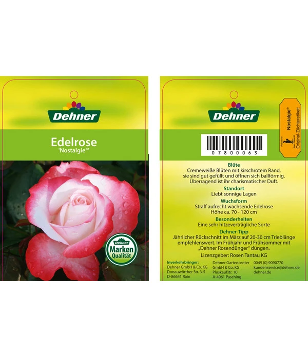 Edelrosen-Mix 'Nostalgie®' 18 Edelrosen-Mix 'Nostalgie®' – Bild 16