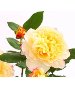 Edelrosen-Mix 'Nostalgie®' 25 Edelrosen-Mix 'Nostalgie®' -Gartenbedarf Verkäufe 2024 7800063 PR DE 001 NostalgieRosen6LiterEdelroseAquarellDehnerExpressHerzig