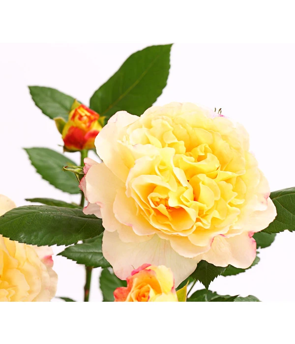 Edelrosen-Mix 'Nostalgie®' 10 Edelrosen-Mix 'Nostalgie®' – Bild 8