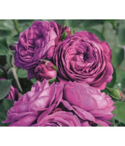 Edelrosen-Mix 'Nostalgie®' 23 Edelrosen-Mix 'Nostalgie®' -Gartenbedarf Verkäufe 2024 7800063 PR MO 001 RoseHeidiKlumRosenTantauRet 1