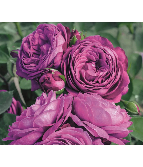 Edelrosen-Mix 'Nostalgie®' 8 Edelrosen-Mix 'Nostalgie®' – Bild 6