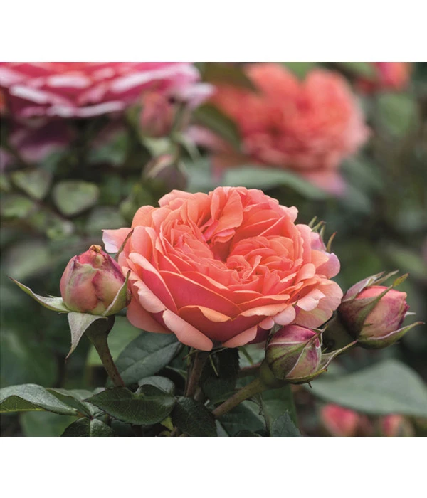 Edelrose 'Chippendale®' 3 Edelrose 'Chippendale®'