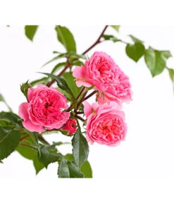 COURTYARD® Kletterrosen 7 COURTYARD® Kletterrosen -Gartenbedarf Verkäufe 2024 7801251 PR DE 001 KletterroseUrtyard5LiterRosaPirouetteDehnerExpressHerzig