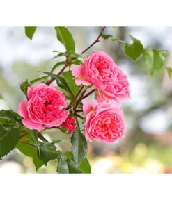 COURTYARD® Kletterrosen