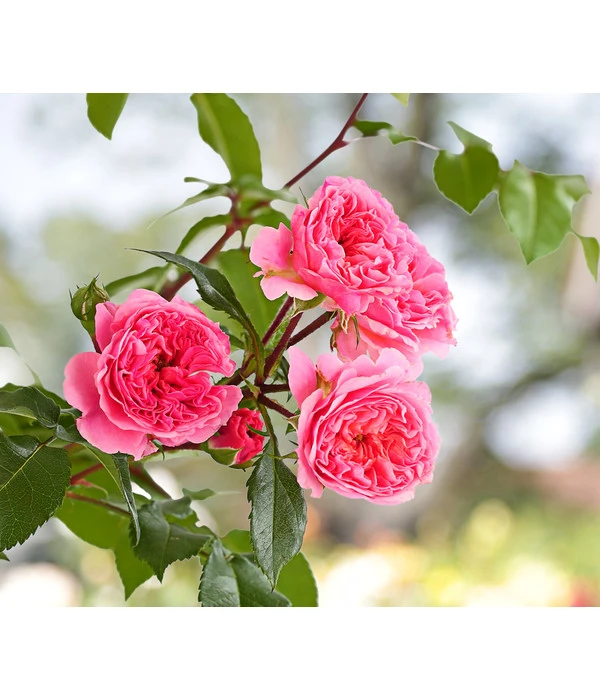 COURTYARD® Kletterrosen 3 COURTYARD® Kletterrosen