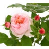 Edelrose 'Schöne Maid®' -Gartenbedarf Verkäufe 2024 7801459 PR DE 002 SchoeneMaid6LiterEdelroseDehnerExpressHerzig