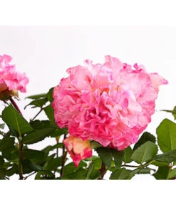 Duftrosen, Verschiedene Sorten -Gartenbedarf Verkäufe 2024 7801988 PR DE 001 DuftrosenInSortenHuckfeldt4LiterAugustaLuiseBeetroseDehnerExpressHerzig