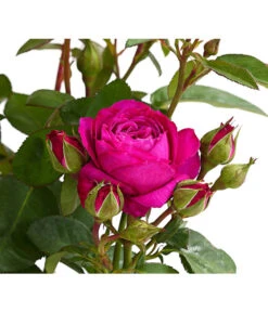 Duftrosen, Verschiedene Sorten -Gartenbedarf Verkäufe 2024 7801988 PR DE 001 DuftrosenInSortenHuckfeldt4LiterHeidiKlumBeetroseDehnerExpressHerzig