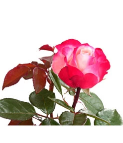 Duftrosen, Verschiedene Sorten -Gartenbedarf Verkäufe 2024 7801988 PR DE 001 DuftrosenInSortenHuckfeldt4LiterNostalgieBeetroseDehnerExpressHerzig