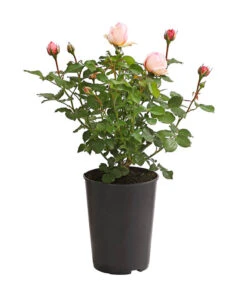 Duftrosen, Verschiedene Sorten -Gartenbedarf Verkäufe 2024 7801988 PR FS 001 DuftrosenInSortenHuckfeldt4LiterAlexandrineBeetroseDehnerExpressHerzig