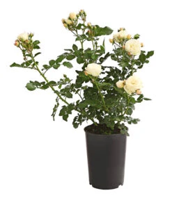 Duftrosen, Verschiedene Sorten -Gartenbedarf Verkäufe 2024 7801988 PR FS 001 DuftrosenInSortenHuckfeldt4LiterArtemisBeetroseDehnerExpressHerzig