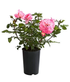 Duftrosen, Verschiedene Sorten -Gartenbedarf Verkäufe 2024 7801988 PR FS 001 DuftrosenInSortenHuckfeldt4LiterAugustaLuiseBeetroseDehnerExpressHerzig