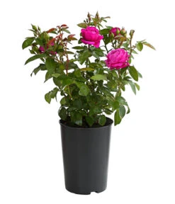 Duftrosen, Verschiedene Sorten -Gartenbedarf Verkäufe 2024 7801988 PR FS 001 DuftrosenInSortenHuckfeldt4LiterHeidiKlumBeetroseDehnerExpressHerzig