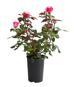 Duftrosen, Verschiedene Sorten -Gartenbedarf Verkäufe 2024 7801988 PR FS 001 DuftrosenInSortenHuckfeldt4LiterNostalgieBeetroseDehnerExpressHerzig