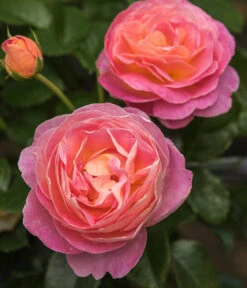 Edelrose 'Dornburger Schlossrose' -Gartenbedarf Verkäufe 2024 7802093 WE DE 001 RosaRoseDornburgerSchlossrose4LRosenTantau