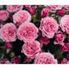 Zwergrose 'Pink Babyflor®' -Gartenbedarf Verkäufe 2024 7802929 WE DE 001 ZwergrosePinkBabyflorTantauRet