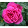 Edelrose 'J.W.v. Goethe Rose®', Stämmchen -Gartenbedarf Verkäufe 2024 7802978 PR DE 001 EdelroseJWGoetheTantau