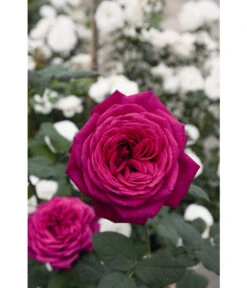 Edelrose 'J.W.v. Goethe Rose®', Stämmchen -Gartenbedarf Verkäufe 2024 7802978 WE DE 002 EdelroseJohannisWolfgangVonGoetheTantauRotLila