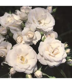 Rosen-Set Pflegeleicht, Rosa/weiß, 2-teilig 9 Rosen-Set Pflegeleicht, Rosa/weiß, 2-teilig -Gartenbedarf Verkäufe 2024 7803026 WE DE 002 BodendeckerRoseAspirinTantauWeiss