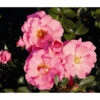 Bodendeckerrose 'Mirato®', Stämmchen 2 Bodendeckerrose 'Mirato®', Stämmchen -Gartenbedarf Verkäufe 2024 7803091 WE FS 001 BodendeckerRoseMiratoTantauPink