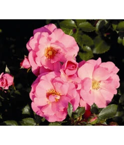 Bodendeckerrose 'Mirato®', Stämmchen