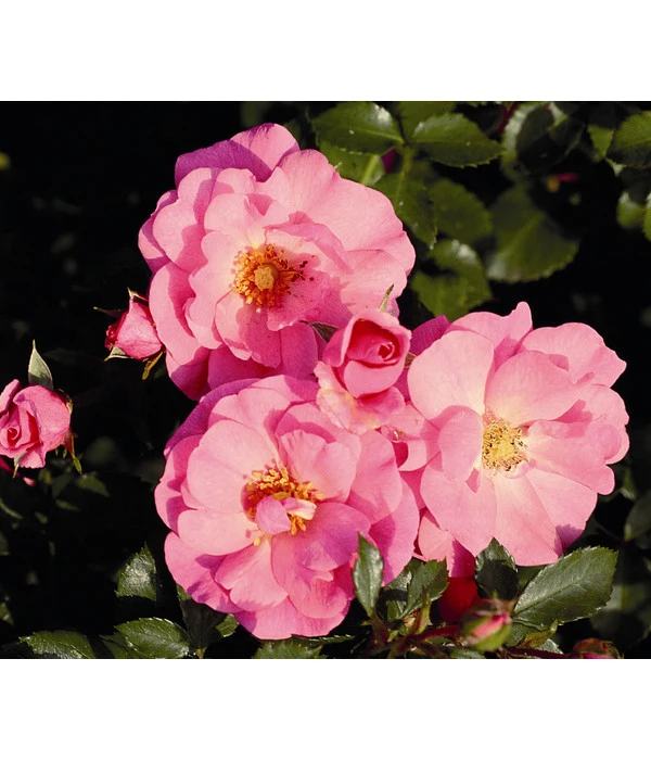 Bodendeckerrose 'Mirato®', Stämmchen 3 Bodendeckerrose 'Mirato®', Stämmchen